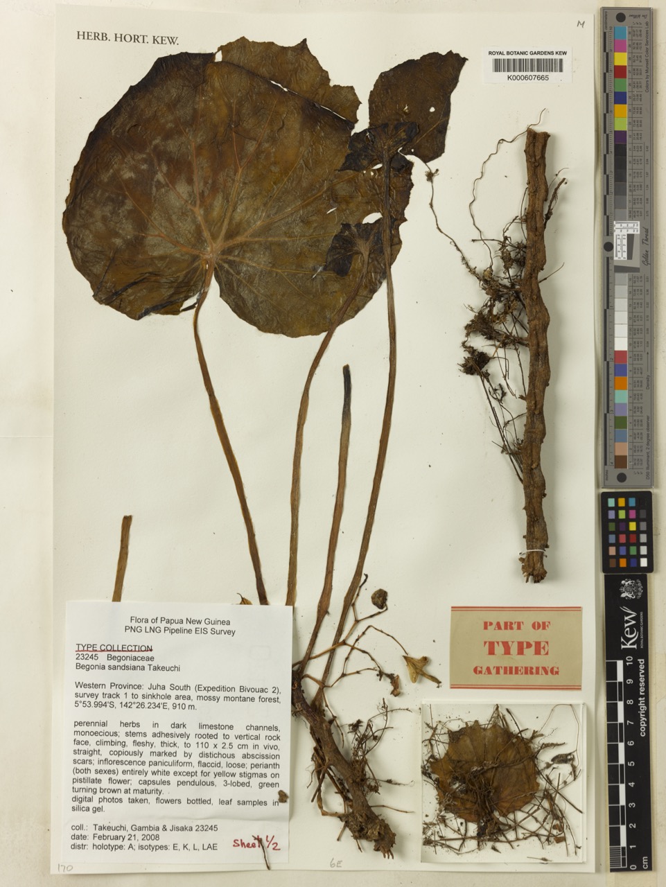 B. sandsiana